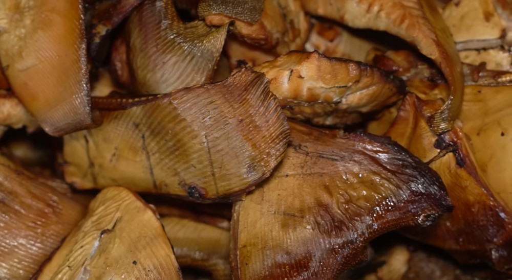 Kepala Ikan Manyung Bu Kanan